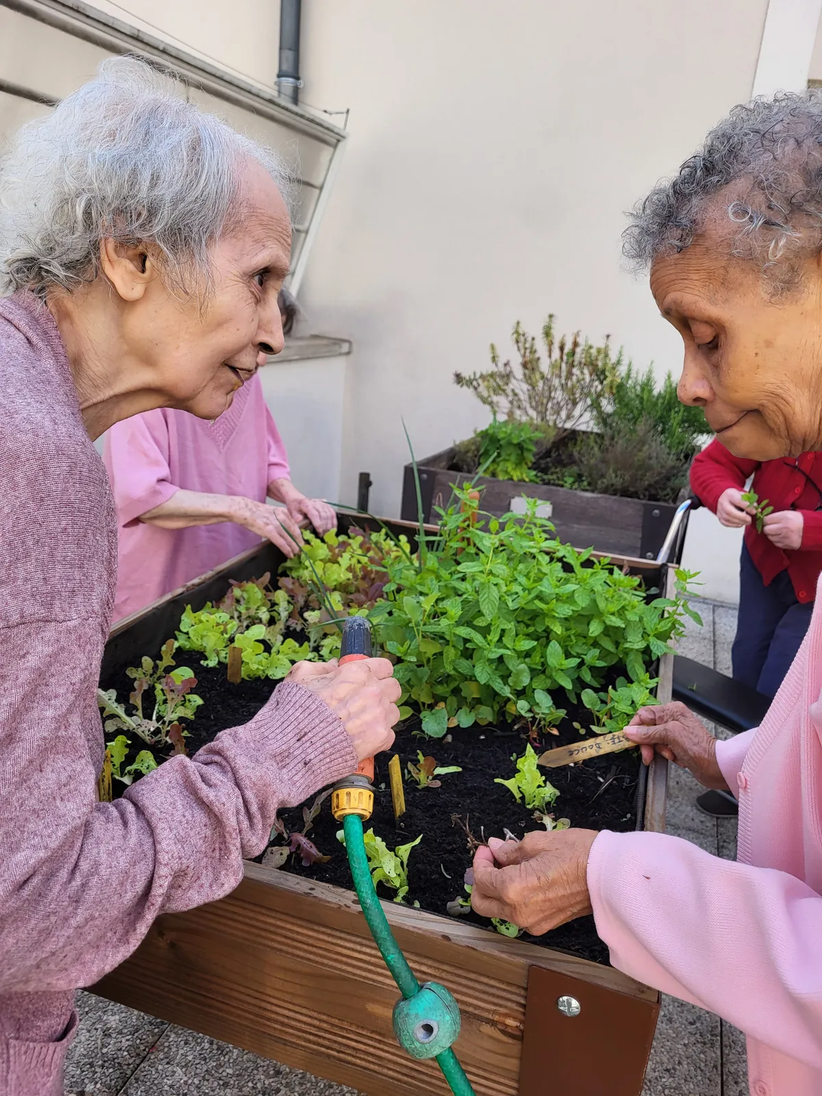Atelier  jardinage les carottes sauvages à la résidence les Adrets LE 08/07/2025