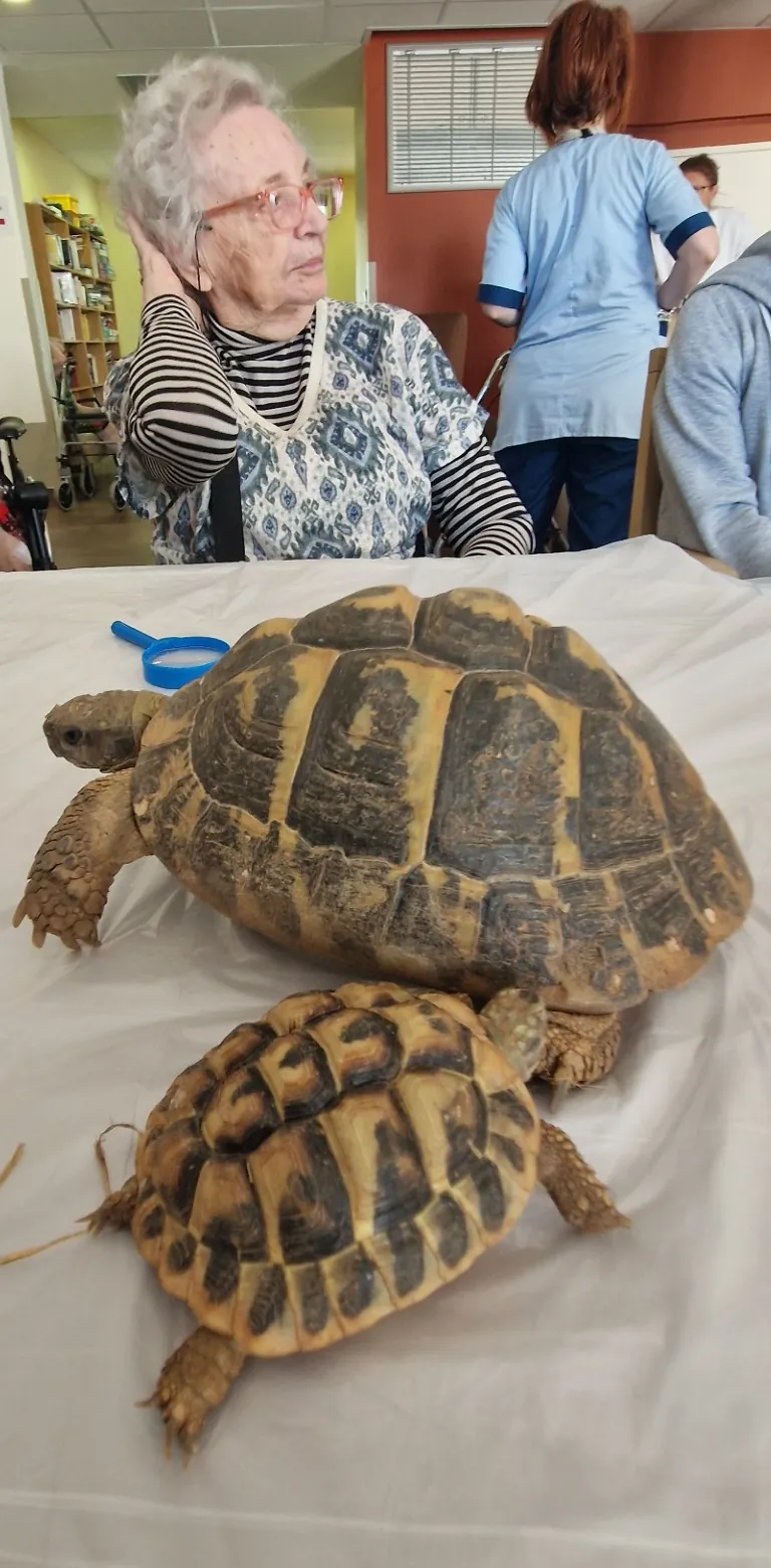 Des tortues aux Jardins du Revest : une rencontre qui éveille la curiosité