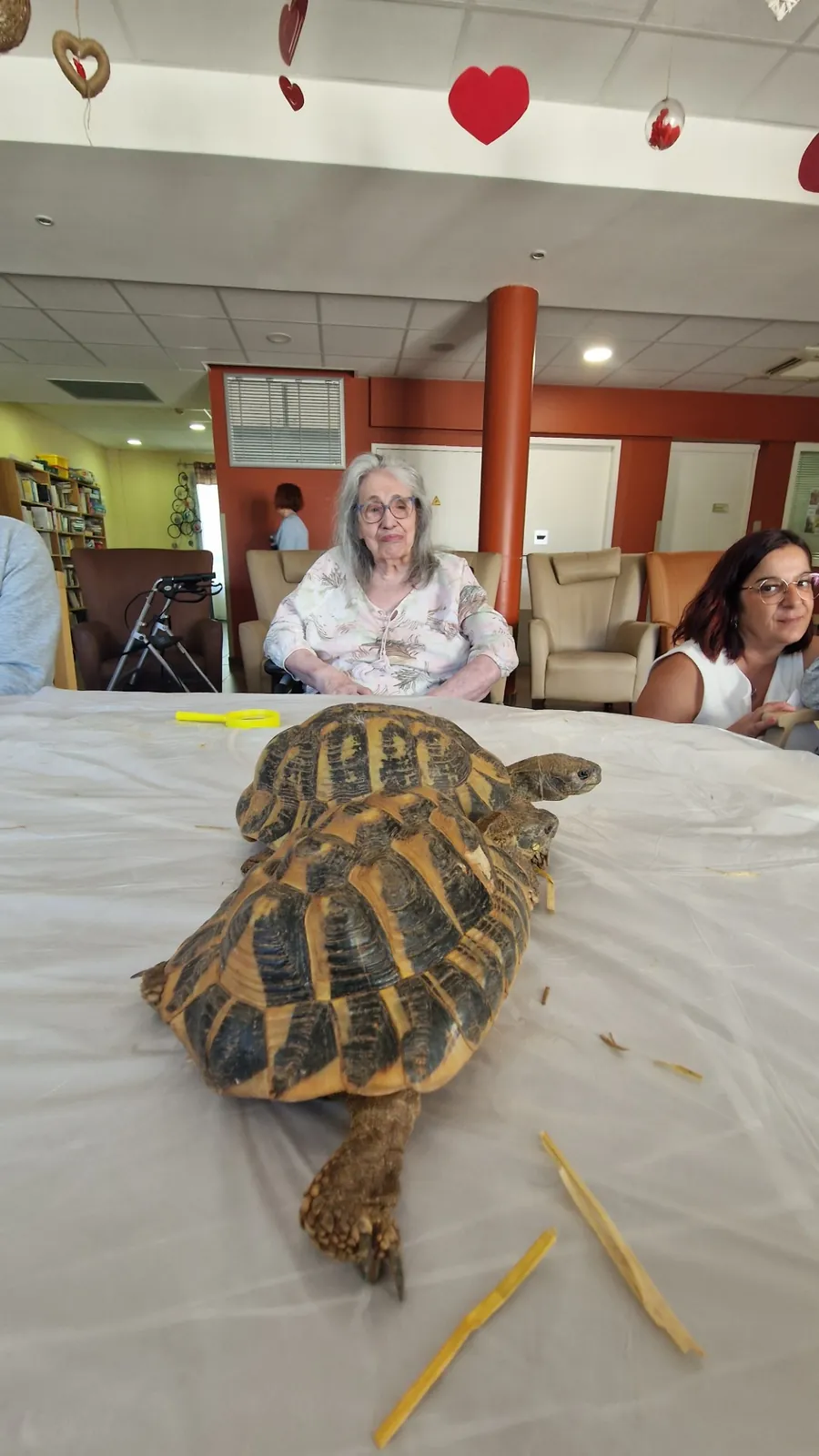 Des tortues aux Jardins du Revest : une rencontre qui éveille la curiosité