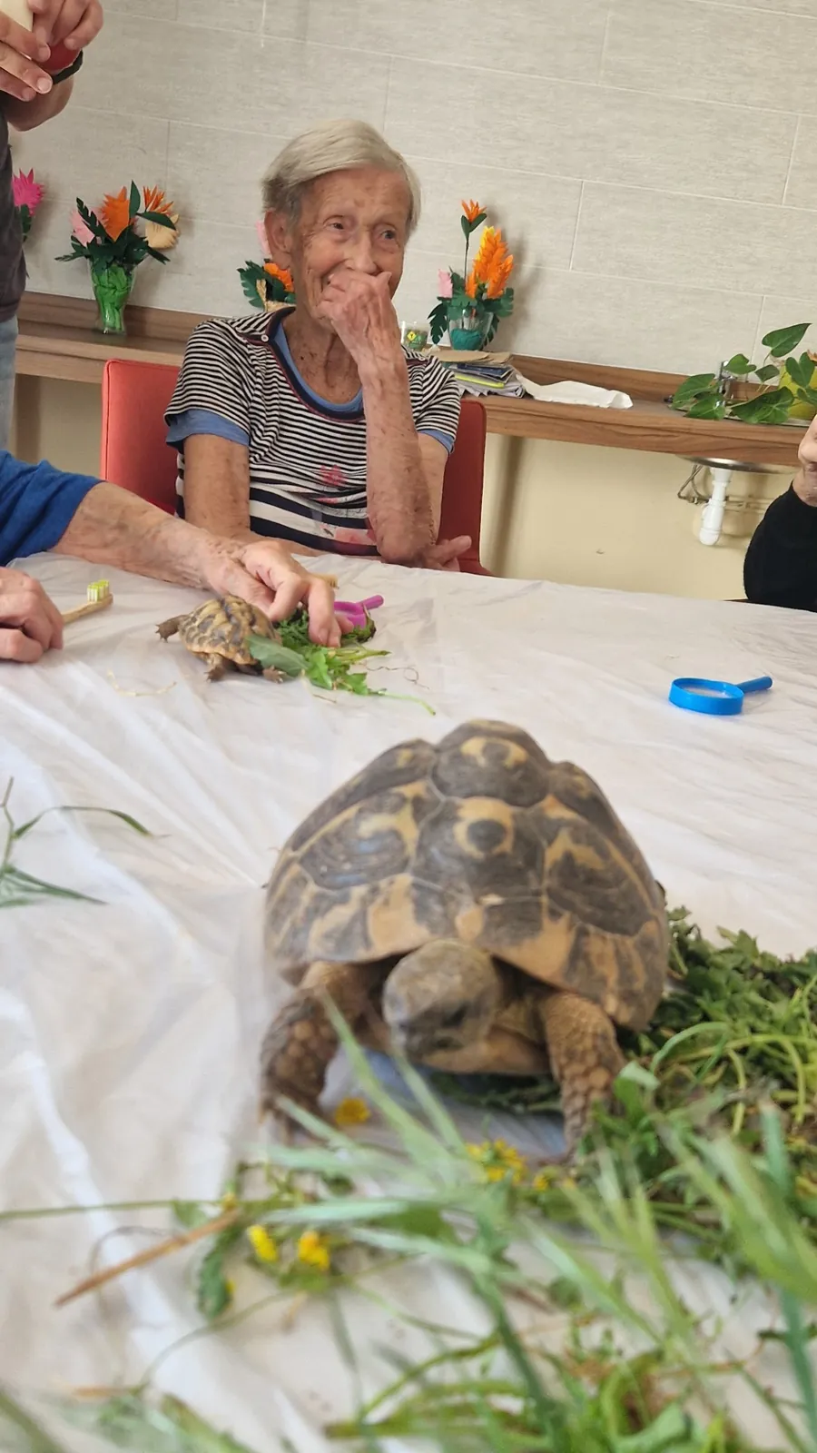 Des tortues aux Jardins du Revest : une rencontre qui éveille la curiosité