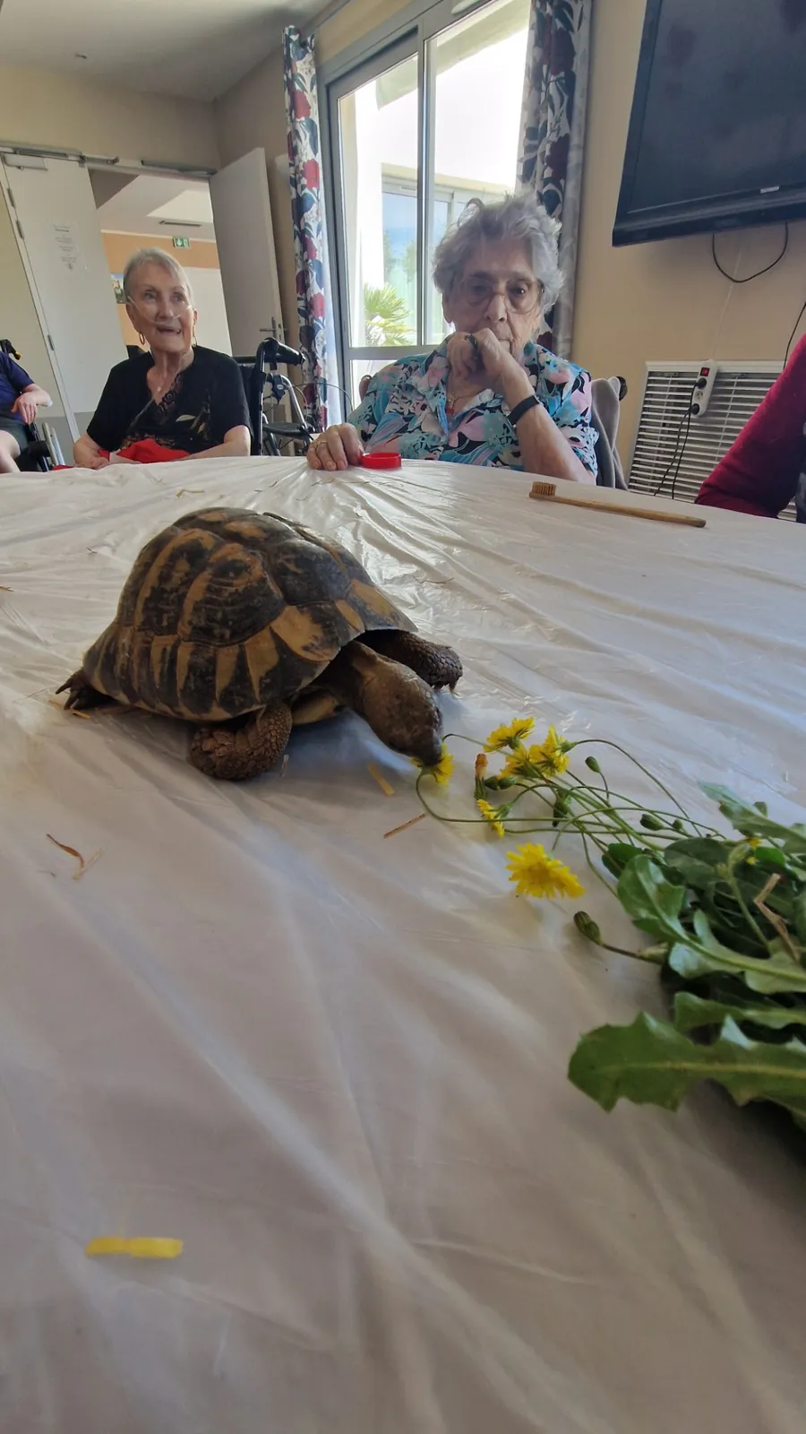 Des tortues aux Jardins du Revest : une rencontre qui éveille la curiosité