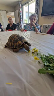 Des tortues aux Jardins du Revest : une rencontre qui éveille la curiosité