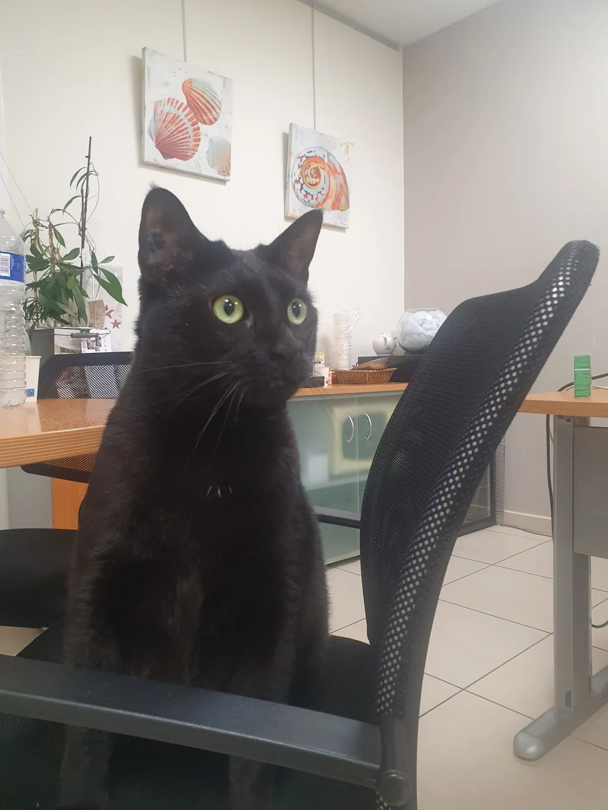 Anou le chat, notre nouveau partenaire !