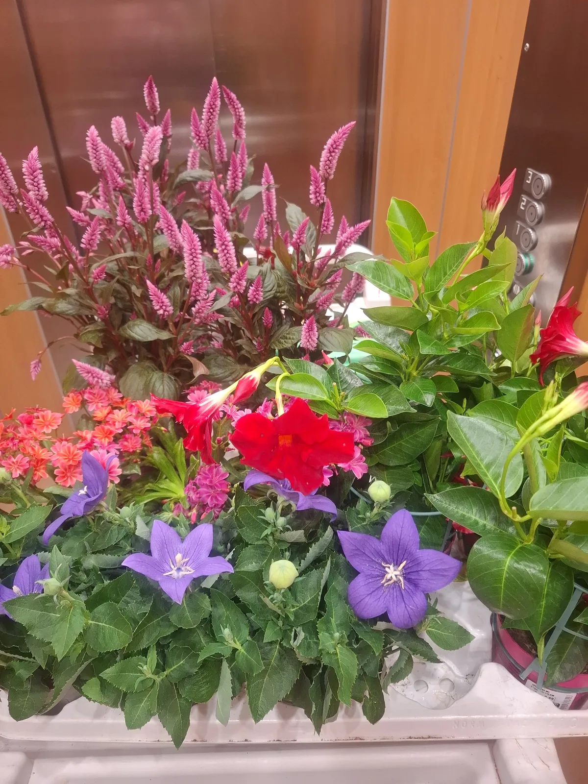 Atelier jardinage : plantation de fleurs et moment de partage pour les résidents