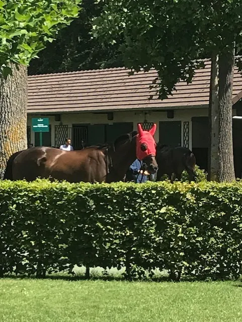 Sortie hippique à l'hippodrome de Chantilly