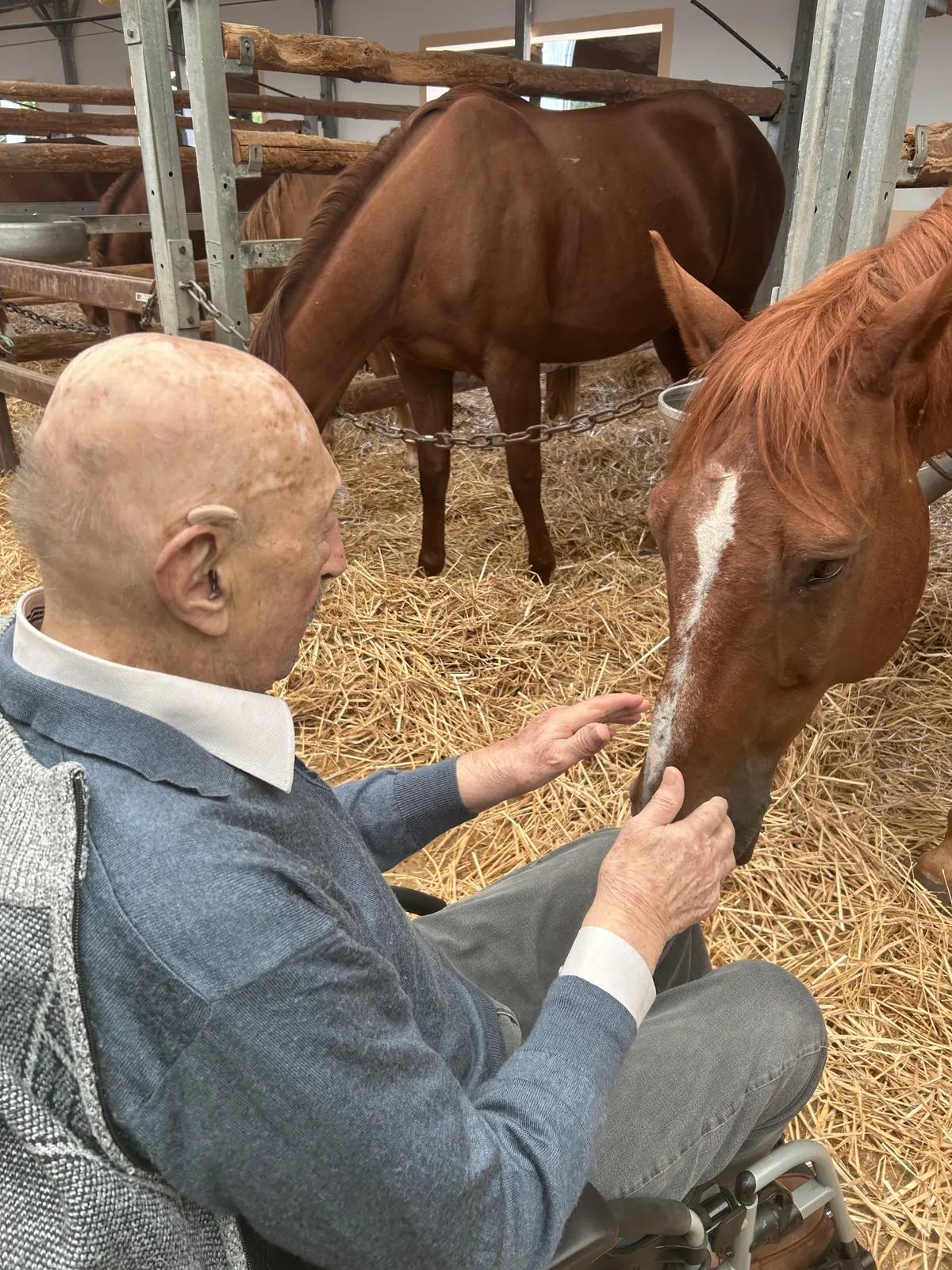 A la rencontre des chevaux, au centre équestre de Suresnes 