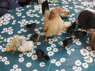 Une belle rencontre de zoothérapie à la résidence 